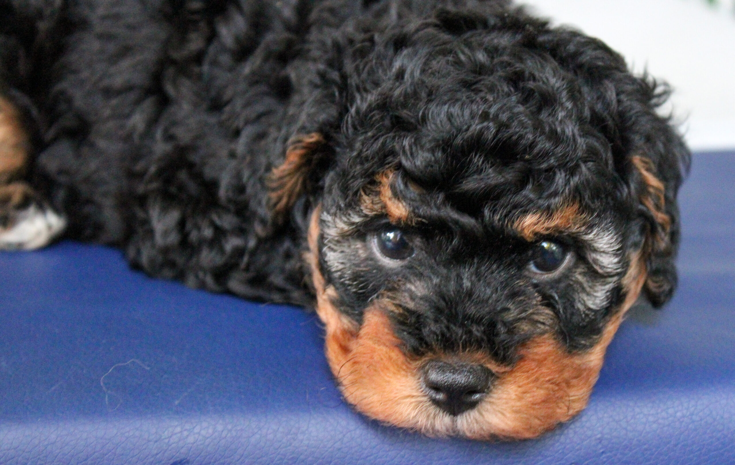 phantom cavapoo puppy