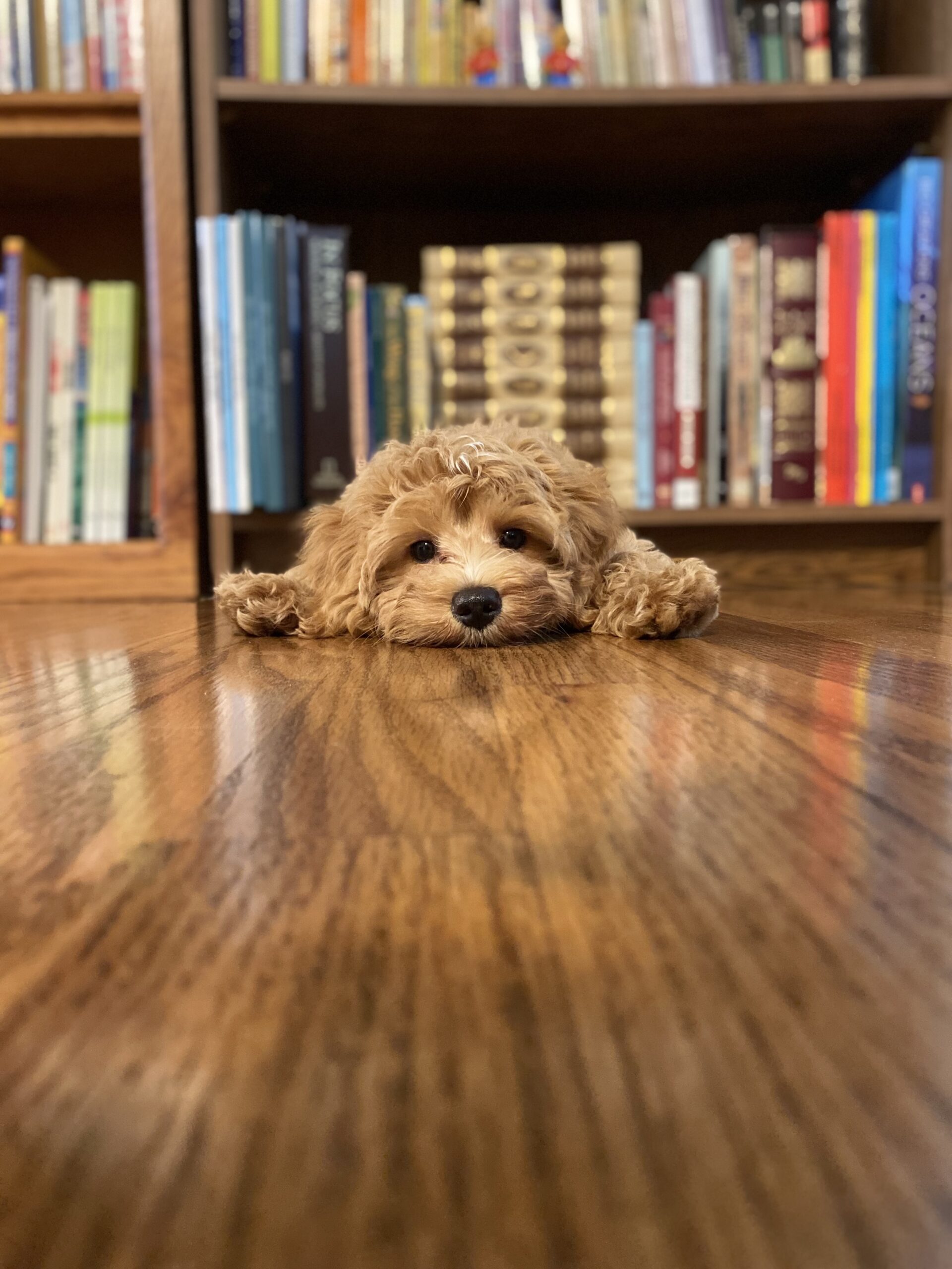 potty trained cavapoo for sale