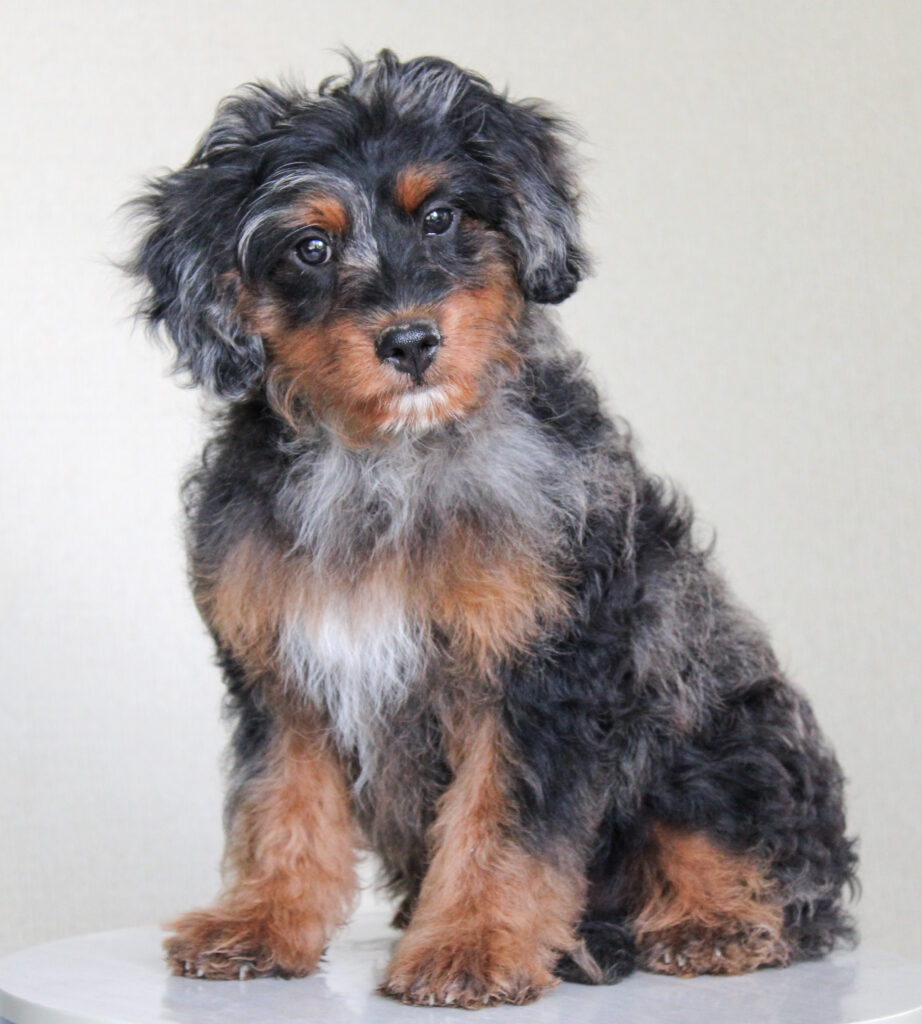 blue merle cavapoo