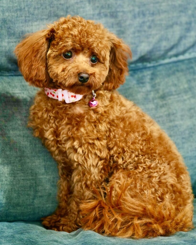 red toy poodle adult