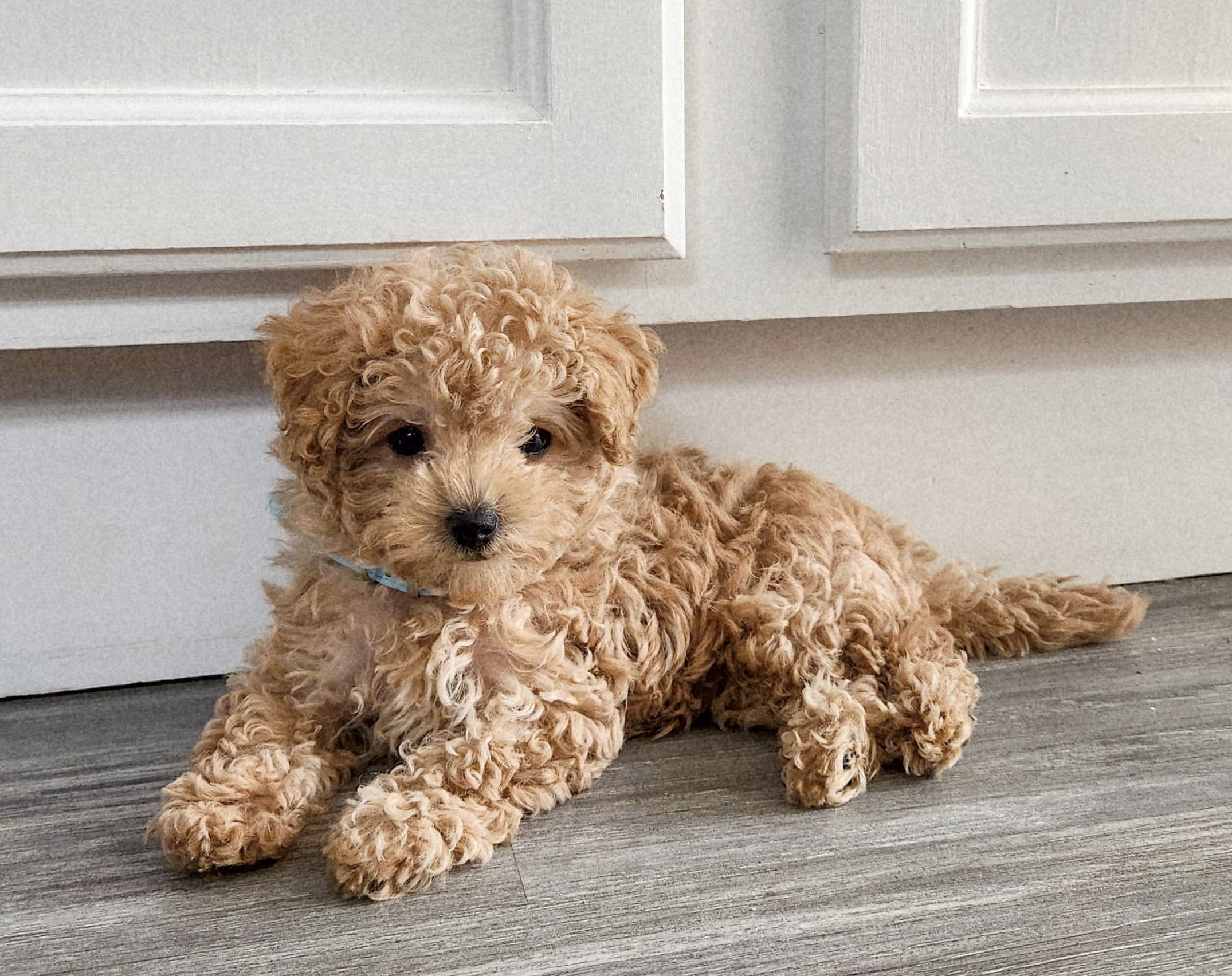 maltipoo puppy for sale