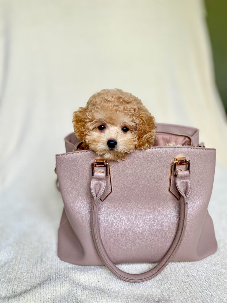 Maltipoo purse puppy
