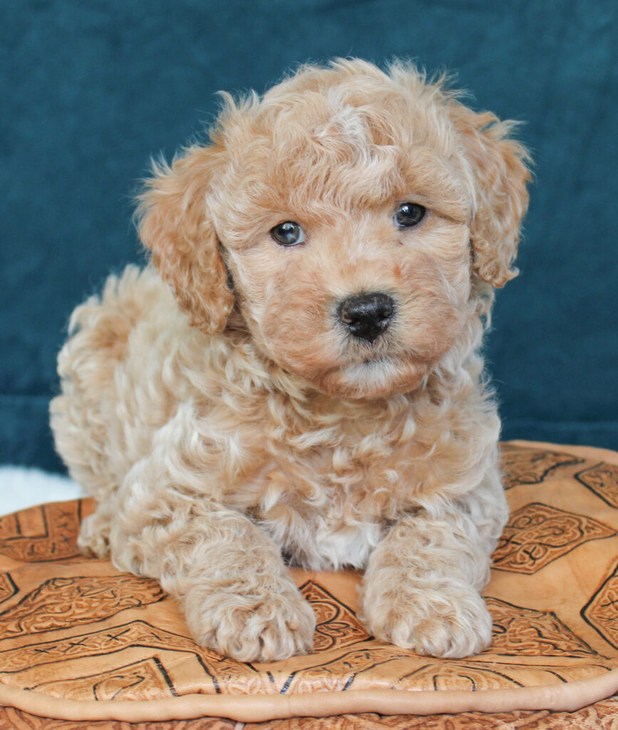 cream cavapoo