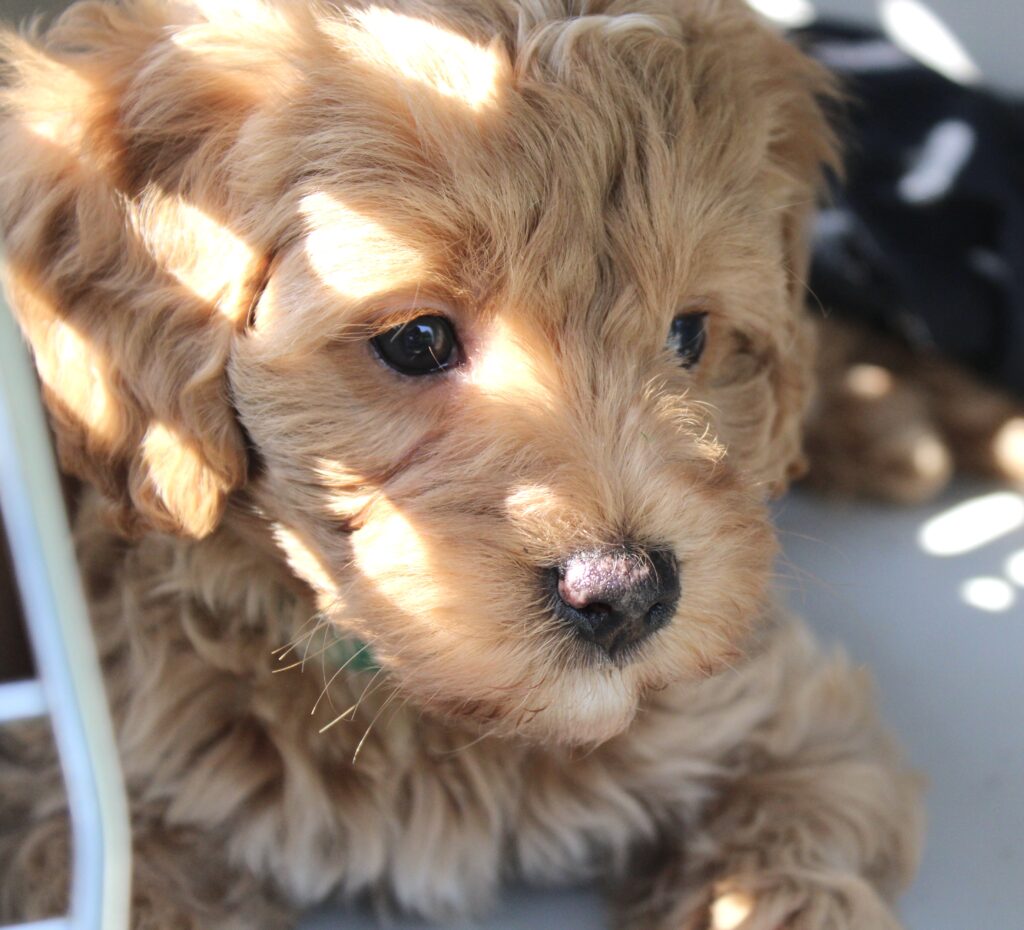 Cream cavapoo adult