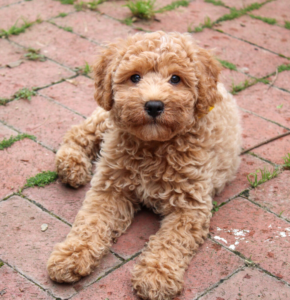 Cream Cavapoo
