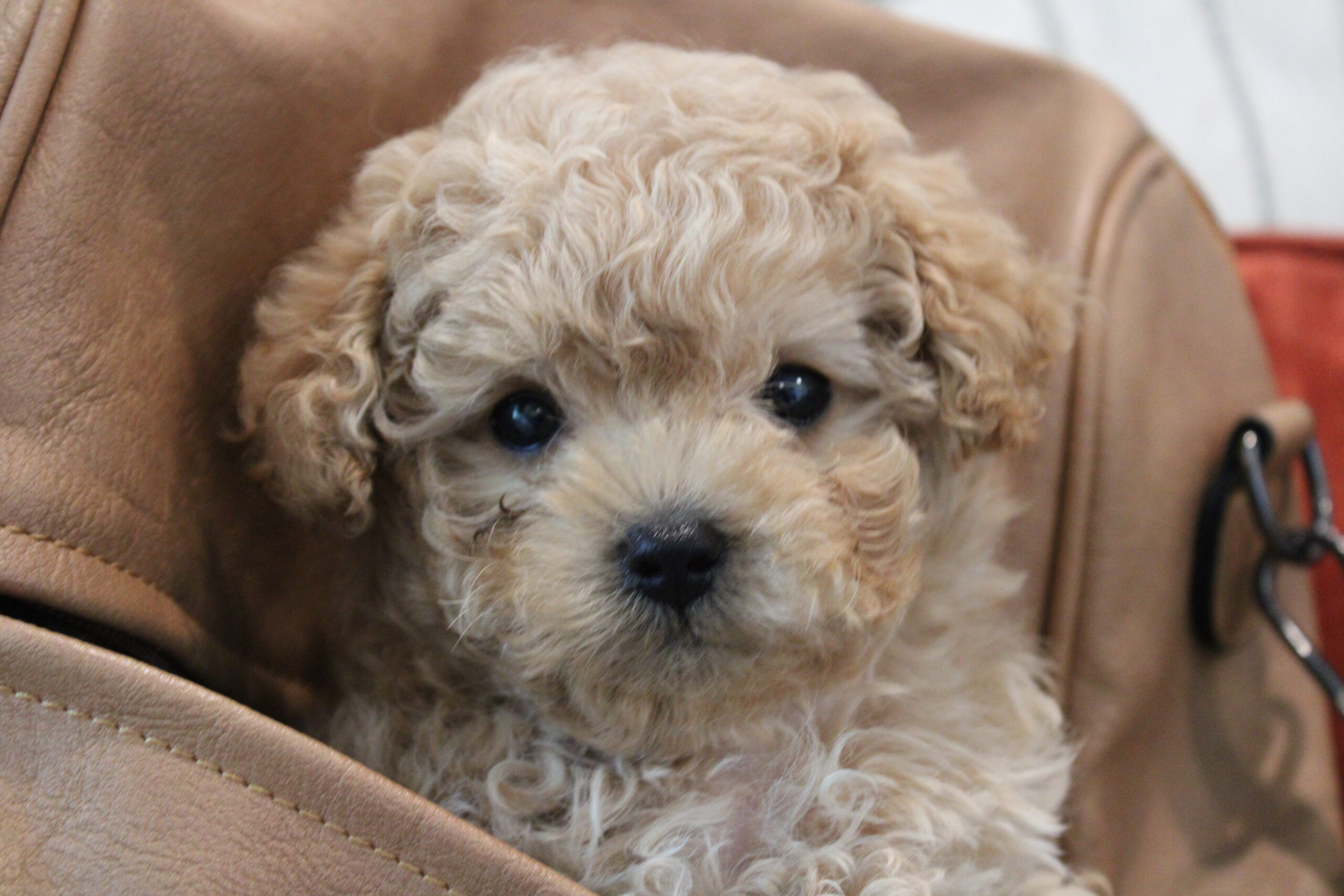 Maltipoo Puppy for sale