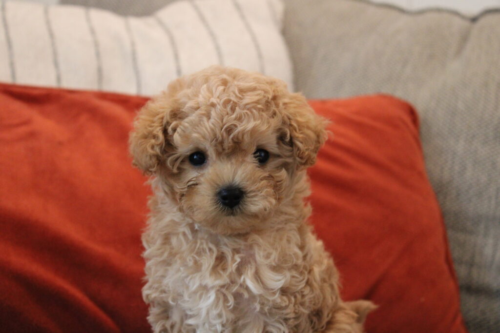 boy Maltipoo names