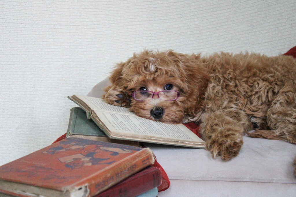 available mini cavapoo puppies