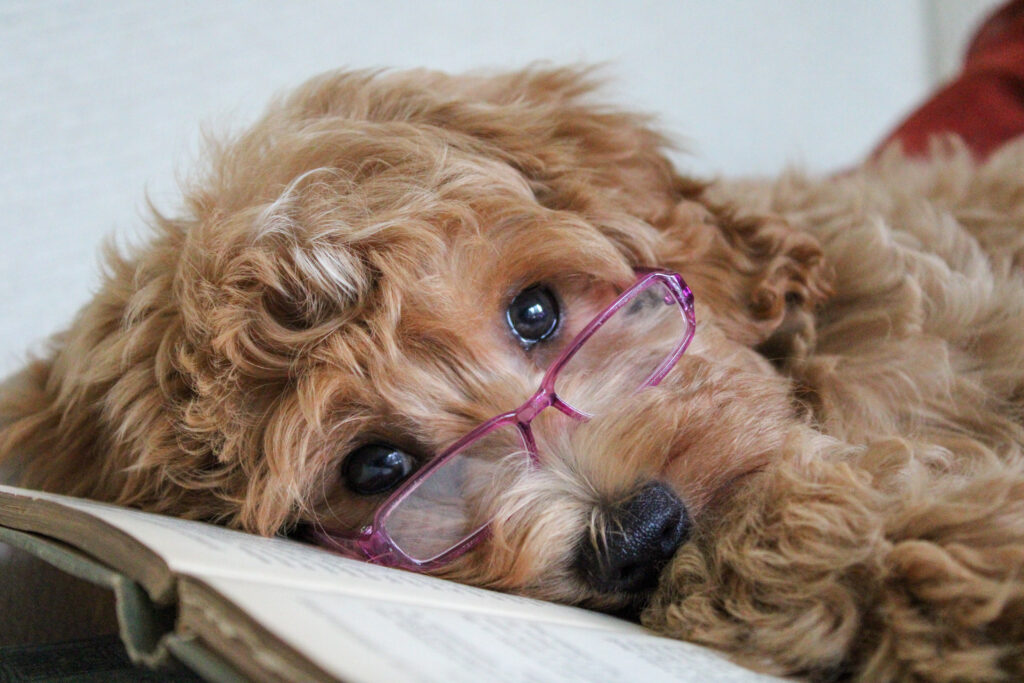 Apricot Doodle puppy for sale