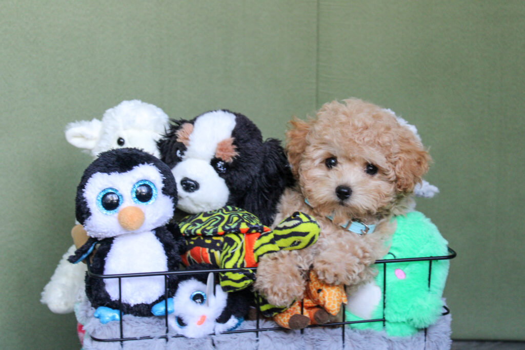 maltipoo puppy for sale