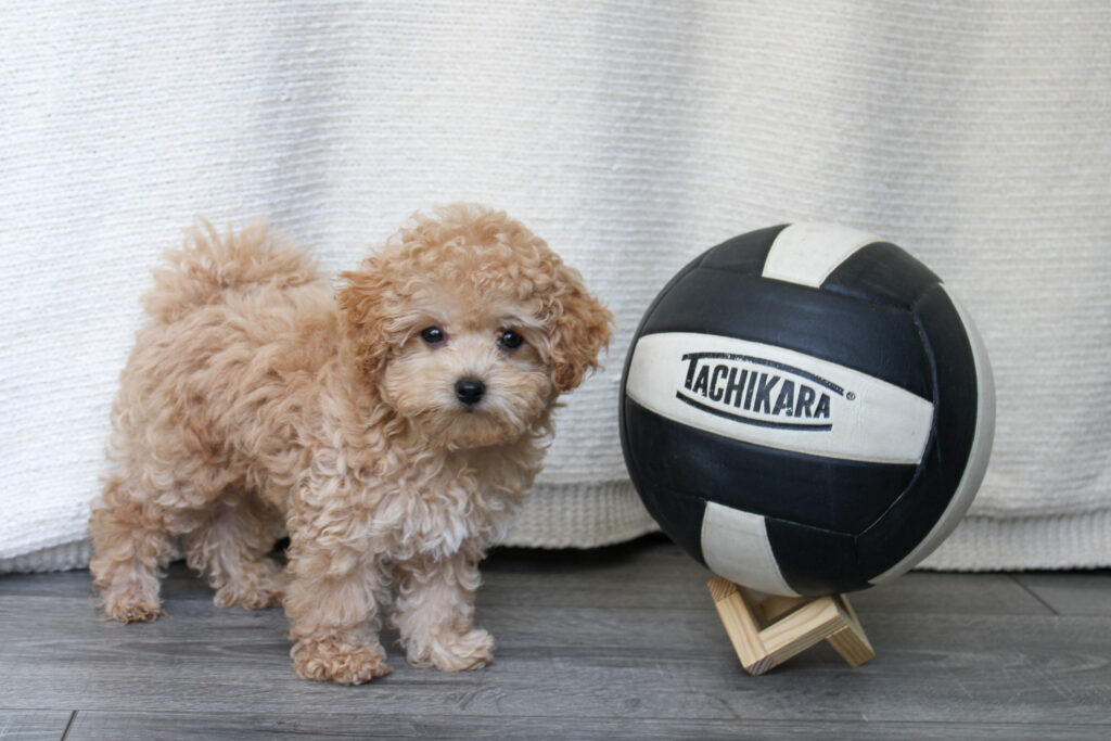 Teacup Maltipoo puppy for sale