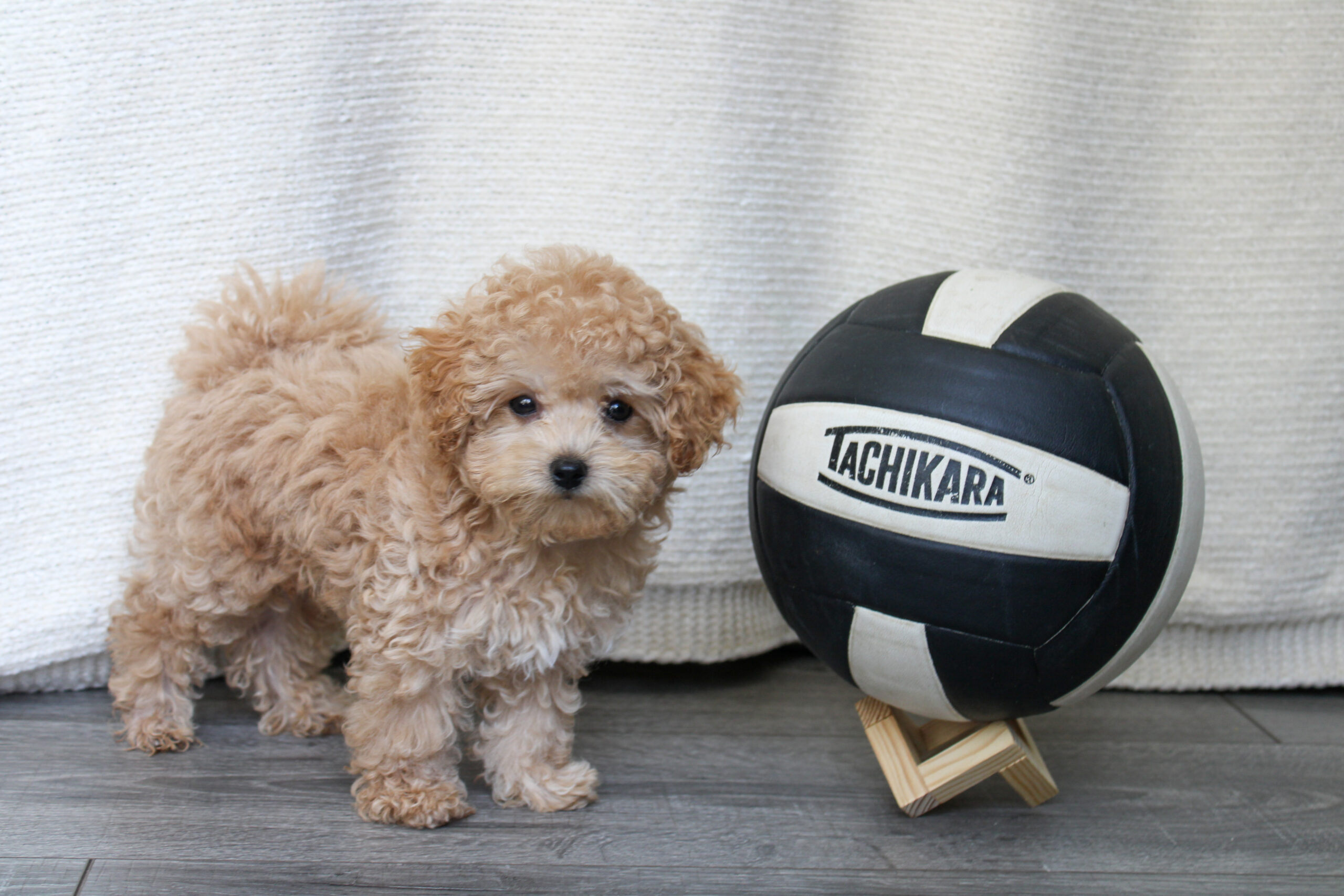 Teacup Maltipoo puppy for sale