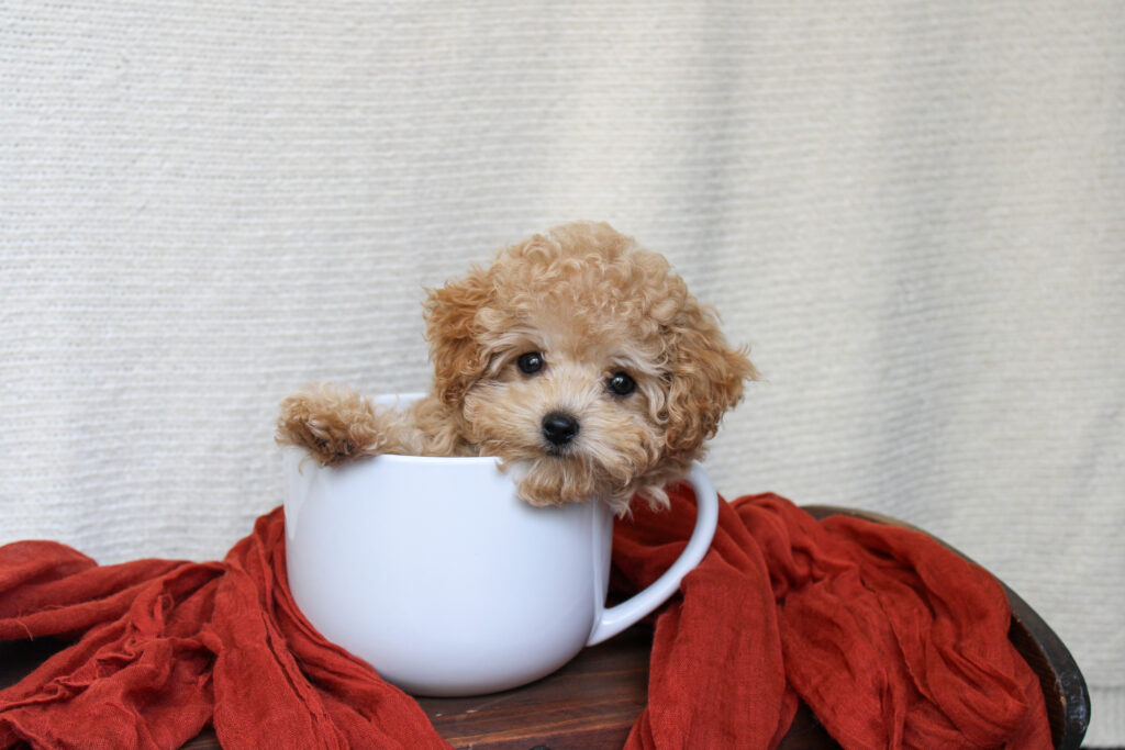 Maltipoo girl puppy available