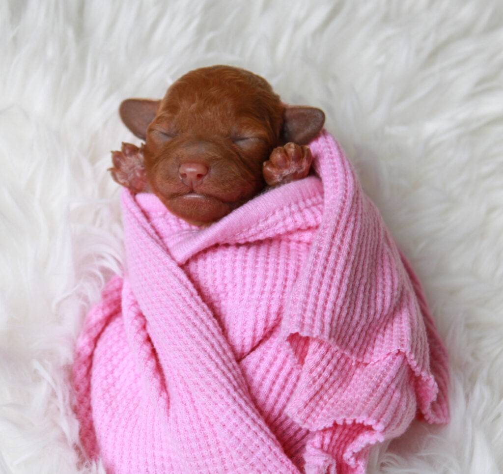 red cavapoo puppy for sale
