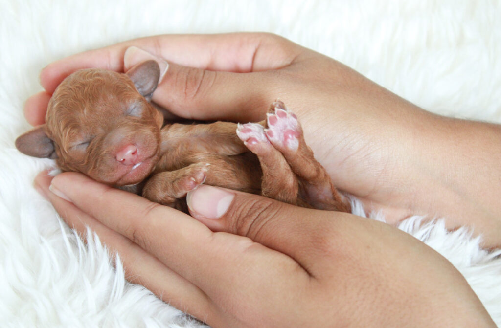 red cavapoo puppy for sale