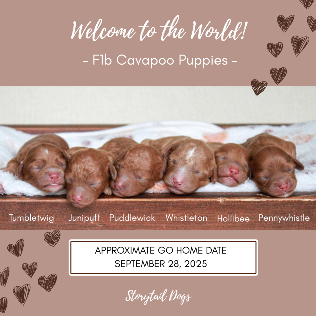 red Cavapoo puppies for sale