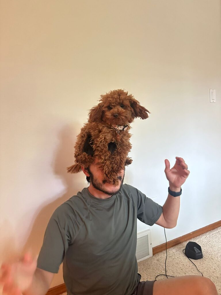 red toy poodle available near me
