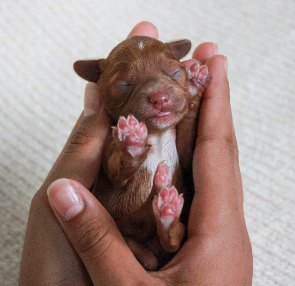red cavapoo puppy