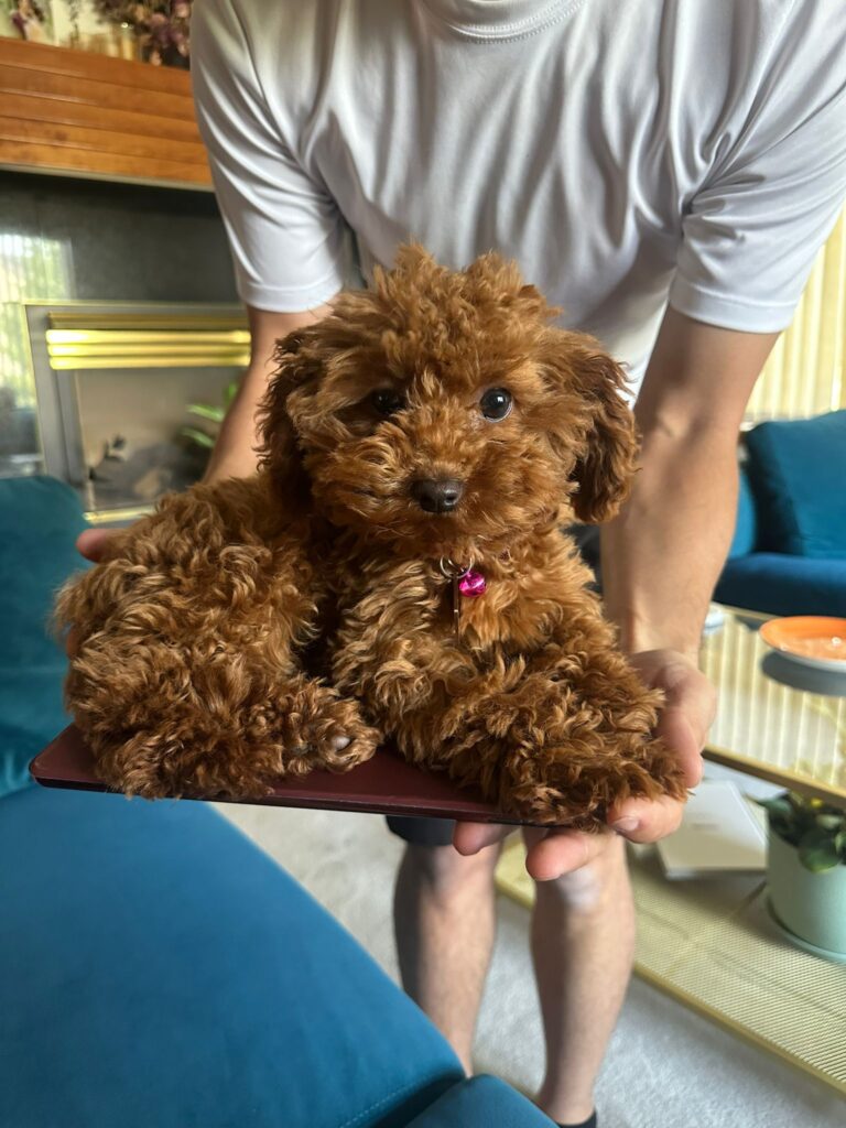 red toy poodle for sale